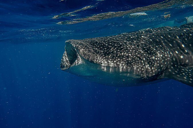 Whale Shark Snorkeling Adventure with Lunch - Who this whale shark snorkeling trip is best for