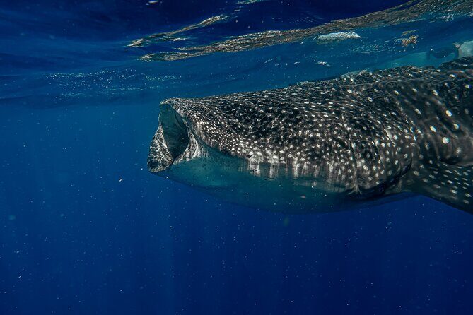 Whale Shark Snorkeling Adventure with Lunch - Should you book this whale shark snorkeling adventure?