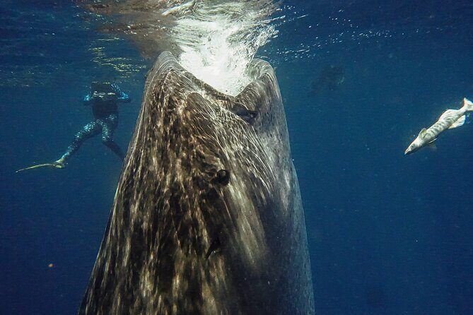 Whale Shark Snorkeling Adventure with Lunch - Whale sharks up close: what snorkeling feels like (and what to expect)