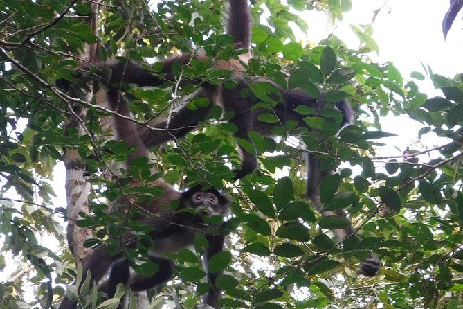 Wild Monkey Adventure (Private, Full Day) - A 6-hour private jungle day near Tulum