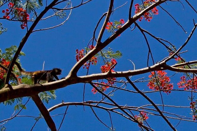 Wild Monkey Adventure (Private, Full Day) - Lunch, snacks, and drinks that keep the day sane