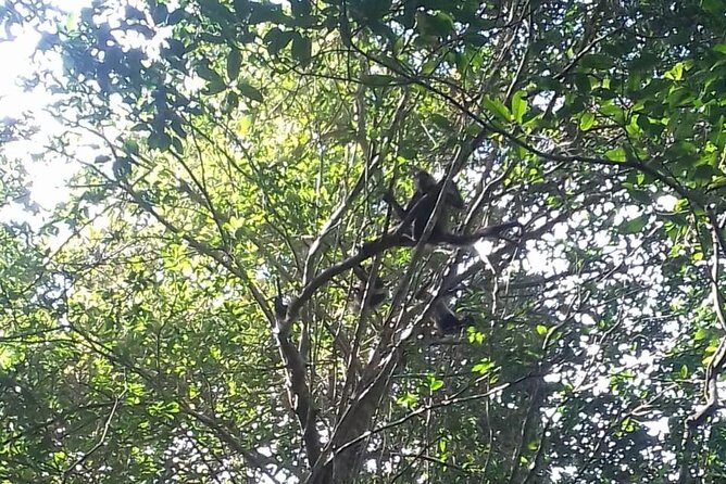 Wild Monkey Adventure (Private, Full Day) - Getting to Punta Laguna: what the reserve visit feels like