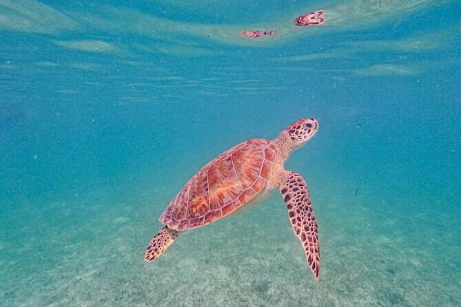 Yalku lagoon and turtles akumal sanctuary - Yalku Lagoon: the jungle aquarium with hot-and-cold water
