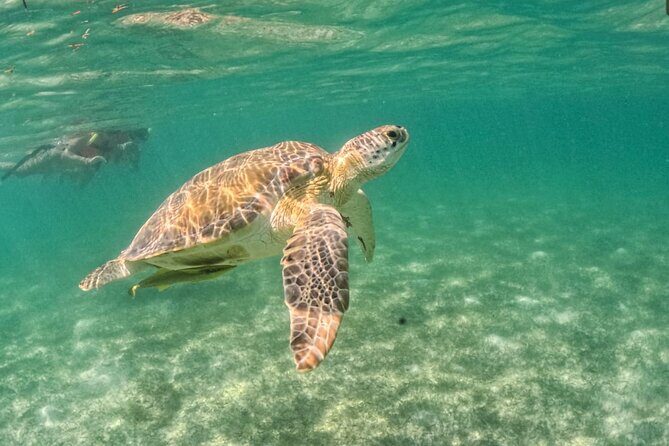 Yalku lagoon and turtles akumal sanctuary - Guides and group coverage: why two sets of eyes can matter