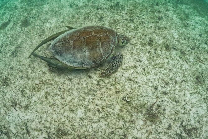 Yalku lagoon and turtles akumal sanctuary - Who this snorkeling tour suits best