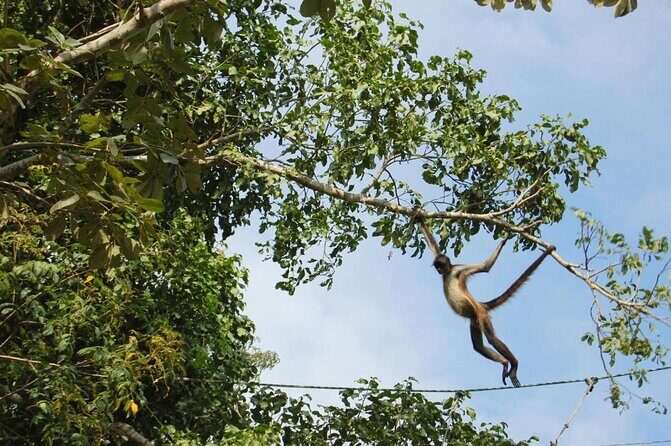 Zip lining and Canoe Monkey jungle in Tulum - Key things I’d look for before booking